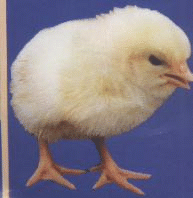 С�u�r��-�����C�Wվ